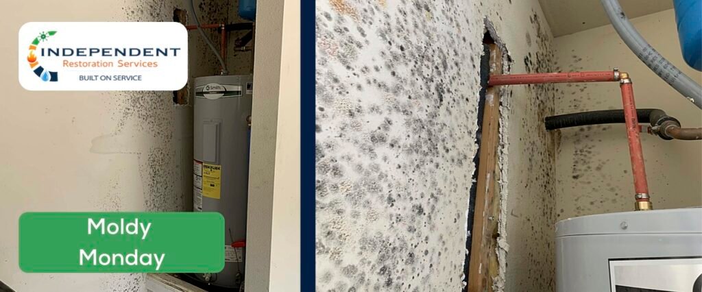 You may be surprised to learn that mold can devour and destroy your walls, floors, crawlspace, and attic faster than you think!